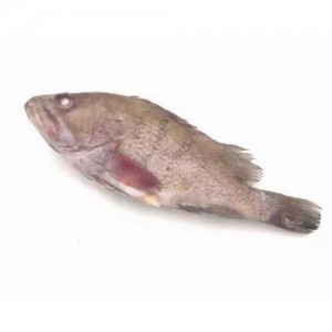 野生石斑鱼  2.5磅-3磅